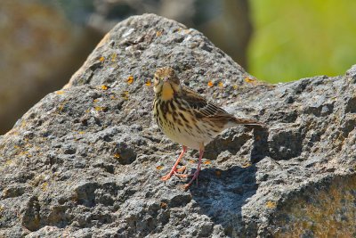 Meadow pipit (Anthus pratensis)