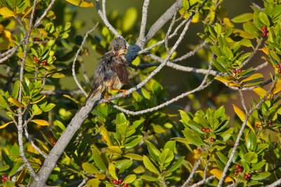 Moltoni's warbler (Sylvia cantillans)