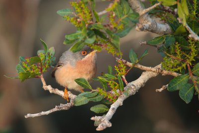 Moltoni's warbler (Sylvia cantillans)