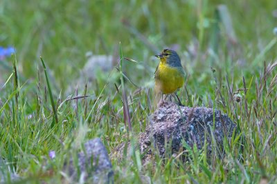 Corsican finch (Serinus citrinella corsicana)