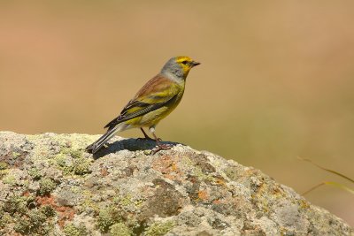 Corsican finch (Serinus citrinella corsicana)