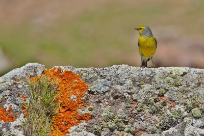 Corsican finch (Serinus citrinella corsicana)