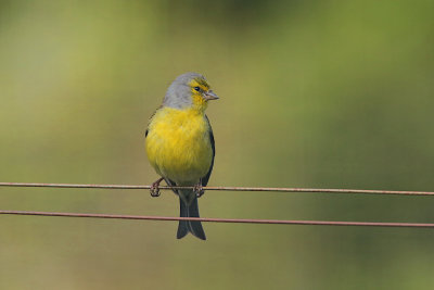 Corsican finch (Serinus citrinella corsicana)