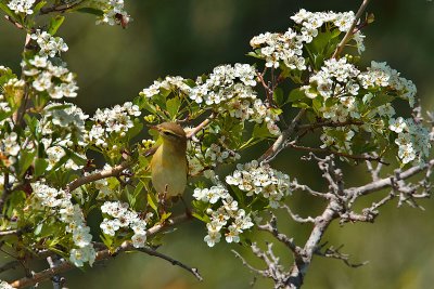 Wood warbler (Phylloscopus sibilatrix)