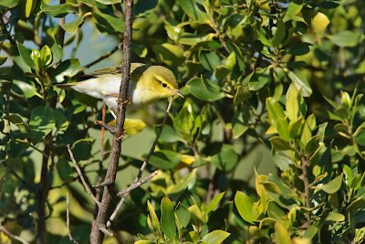 Wood warbler (Phylloscopus sibilatrix)