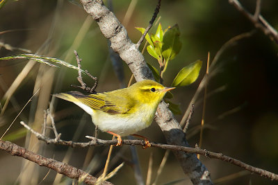 Wood warbler (Phylloscopus sibilatrix)