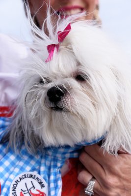 PetMasquerade7.jpg
