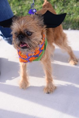 PetMasquerade73.jpg
