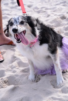 PetMasquerade17.jpg