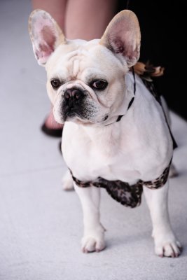 PetMasquerade33.jpg