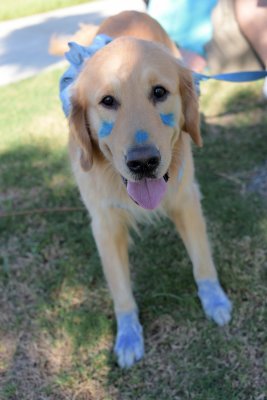 PetMasquerade86K.jpg