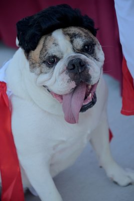 PetMasquerade91K.jpg