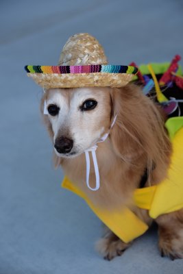 PetMasquerade10k.jpg