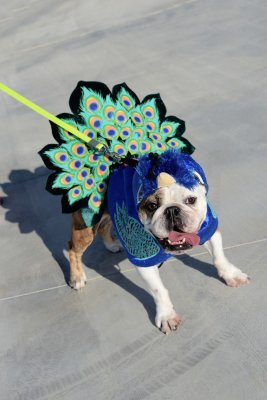 PetMasquerade56k.jpg