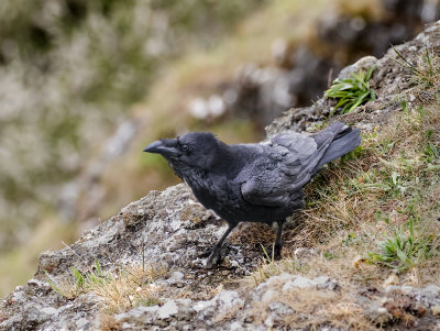 Raven. 
