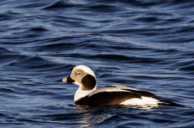 Long-tailed duck.