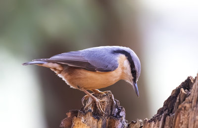 Nuthatch.