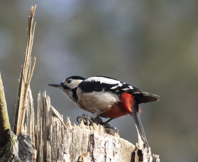 Great Spotted Woodpecker. Female.