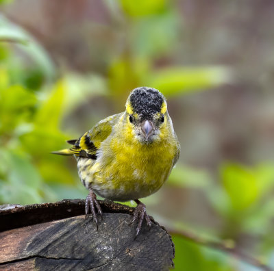 Siskin, male.