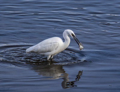 Little egret.