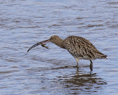 Curlew and shore crab.