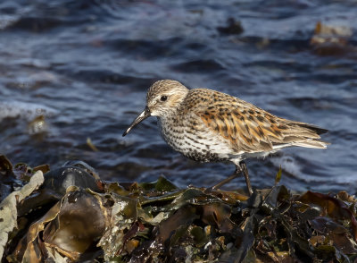 Dunlin.