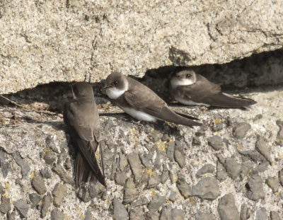 Sandmartins.