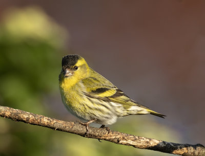 Siskin, (male).