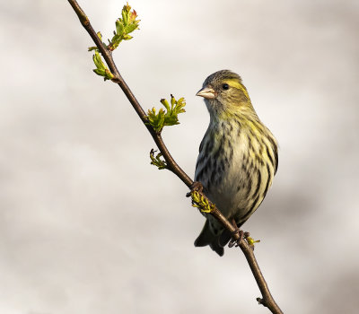 Siskin, (female).