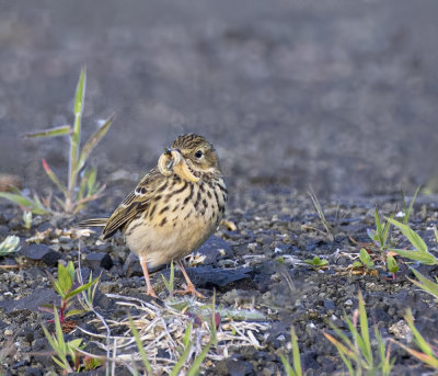 Meadow pipit.