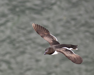 Razorbill.