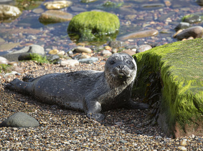 Harbour seal pup. (day's old).