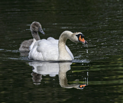 Mute swan and cygnet.