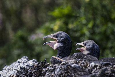 Cormorant chicks.