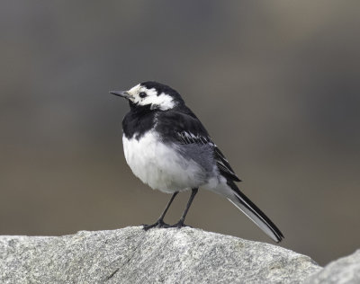 Pied wagtail, male.