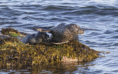 Harbour Seal,  (female and pup).