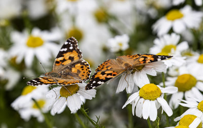 Painted lady butterflies.