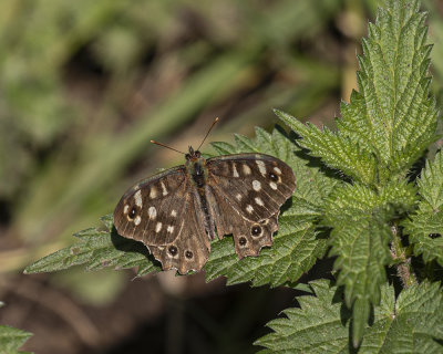 Speckled-wood butterfly.