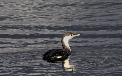 Red-Throated Diver.