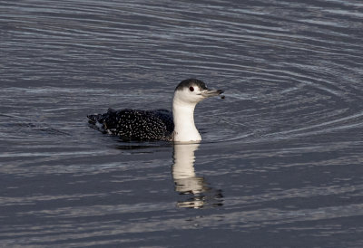 Red-Throated Diver.