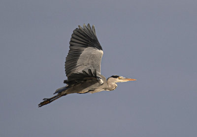 Grey Heron 