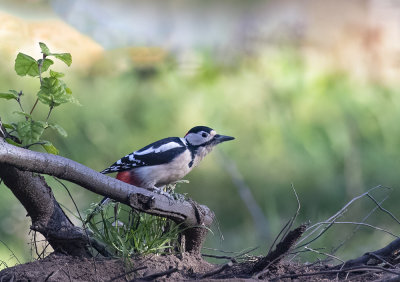 Great-Spotted Woodpecker. (male).