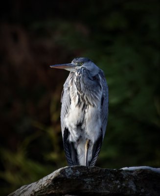 Grey Heron.