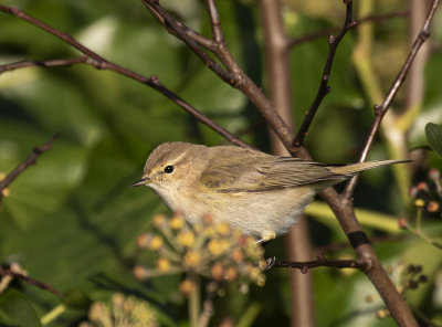 Siberian chiffchaff