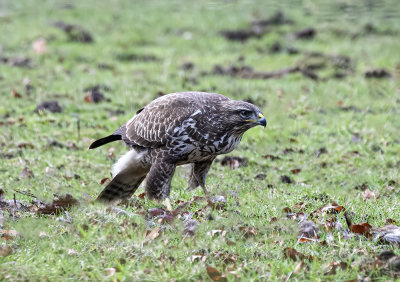 Buzzard