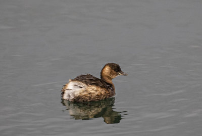 Little grebe. (Dabchick).