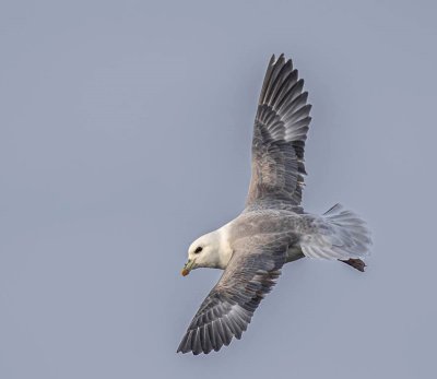 Fulmar