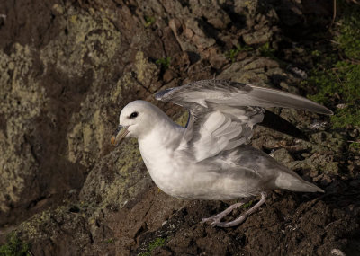 Fulmar