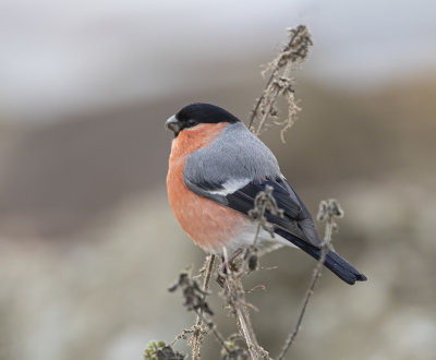 Bullfinch