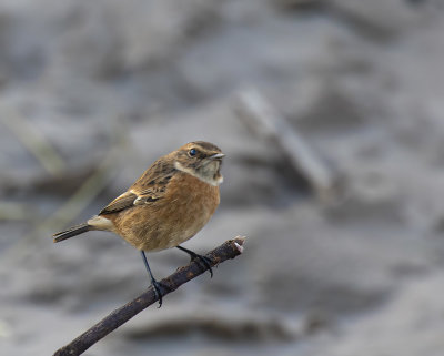 Stonechat. female.